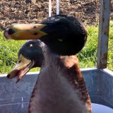 Niederwildtreibjagd bei Eisenstadt dokumentiert – „Volksbegehren für ein Bundes-Jagdgesetz“