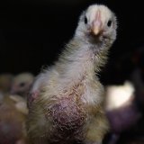 Erstmalige Ausstrahlung des Dokumentarfilms „Food for Profit“ im Wiener Burg Kino