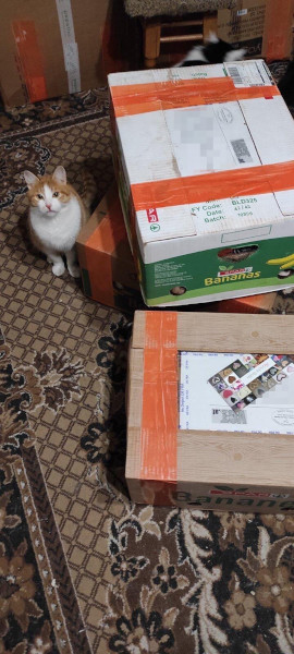 Katze 2