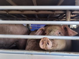 Tiertransporter 2