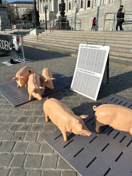 Schweine mit Banner