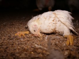 Huhn in der Mast