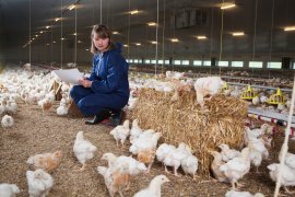 Huhn in der Mast 2