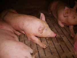 Schweine auf Vollspaltenboden 1