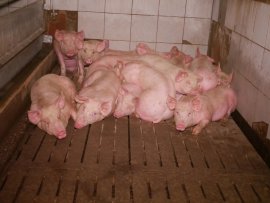 Schweine auf Vollspaltenboden 2