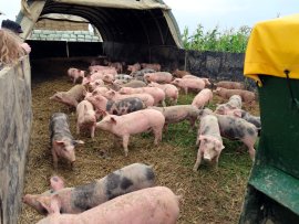 Eine Schweineherde in einem der Gehege