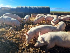 Schweine wühlen im Boden