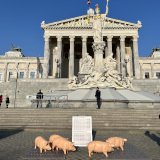 VGT fordert: verpflichtende Stroheinstreu und doppelter Platz für Schweine ab 2033!