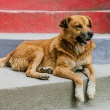 Einladung: Protest gegen grausame Hundemassaker in Türkei