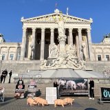 VGT Tierschutz-Umfrage: Wien-Wahl 2025