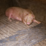 Medienspiegel: Schweine, die im Sterben liegen