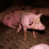 Einladung Aktion: Neubau Schweine-Vollspaltenboden wird noch immer subventioniert