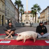 Gegen den Schweine-Vollspaltenboden: bis gestern gab es insgesamt 2020 Protestaktionen