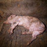 Schweine, die im Sterben liegen: VGT veröffentlicht Horror-Vollspaltenbodenfabrik