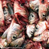 VGT-Recherche beweist: Problematisches Fischmehl und Fischöl für die Gmünder Lachsfabrik