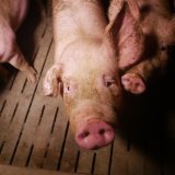Anzeige gegen Schweinefabrik in Seibersdorf weil kein physisch angenehmer Liegebereich