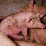 Einladung: VGT „zaubert“ aus unstrukturiertem einen strukturierten Vollspaltenboden
