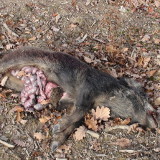 E-Mail Appell: Keine Wildtierzucht für die Jagd!