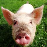 Schweine