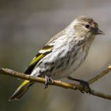 Singvogelfang