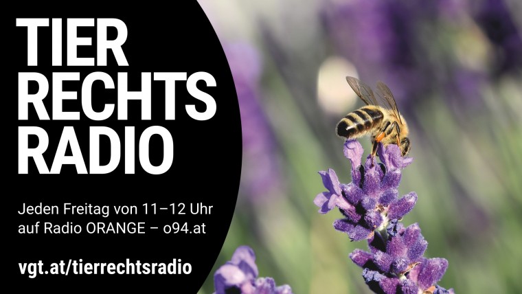 Bild zu dieser Radiosendung