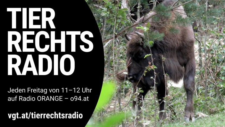 Bild zu dieser Radiosendung