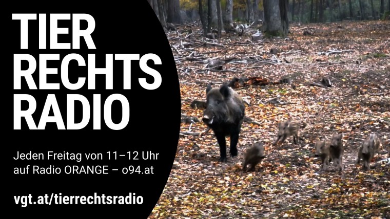 Bild zu dieser Radiosendung