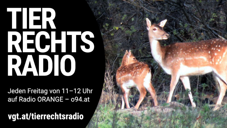 Bild zu dieser Radiosendung