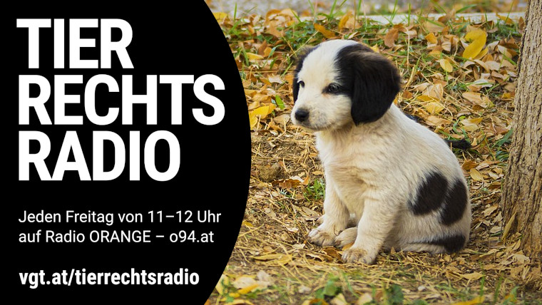Bild zu dieser Radiosendung