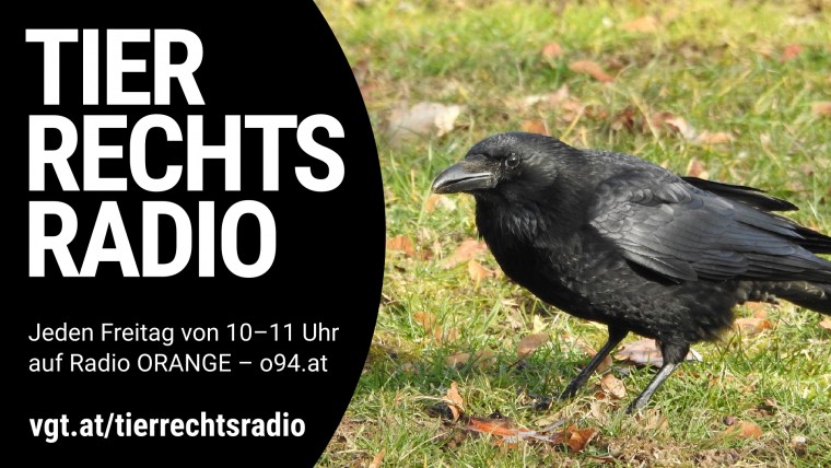 Bild zu dieser Radiosendung