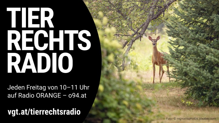 Bild zu dieser Radiosendung