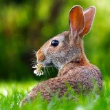 Tierschutzunterricht für zu Hause