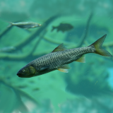 Wassertiere